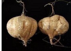 豆薯是根菜类蔬菜吗