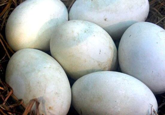 鹅蛋可以长期吃吗