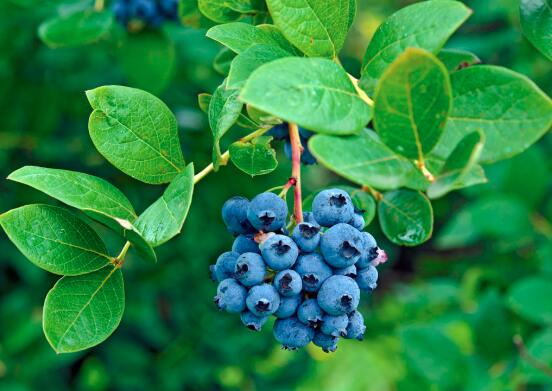 蓝莓在什么季节吃最好