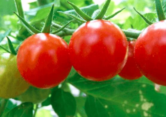怎么辨别催熟的西红柿