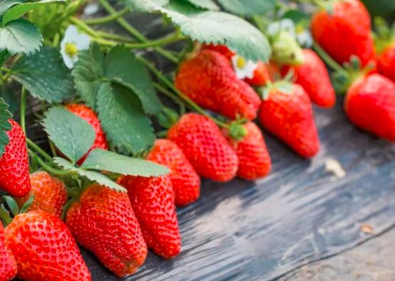 草莓能冷冻保存吗