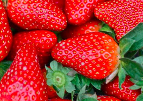 草莓能冷冻保存吗