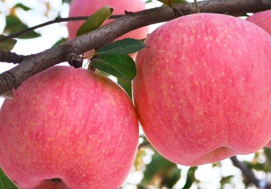 吃热苹果可以达到止泻效果吗