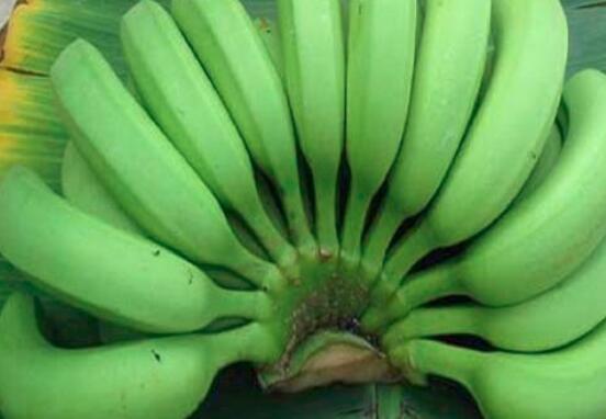 胆固醇高可以吃香蕉吗