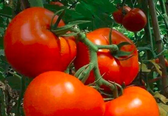 多吃西红柿可以淡斑吗