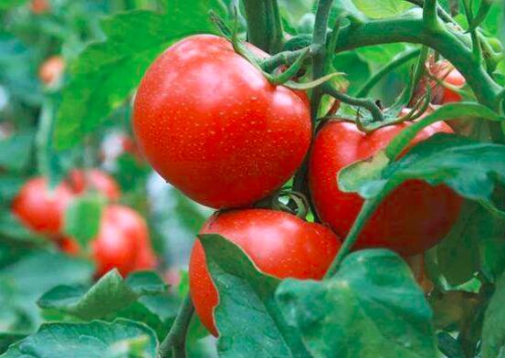 饭前吃西红柿有减肥效果吗