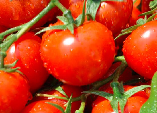 早上空腹可以吃西红柿吗