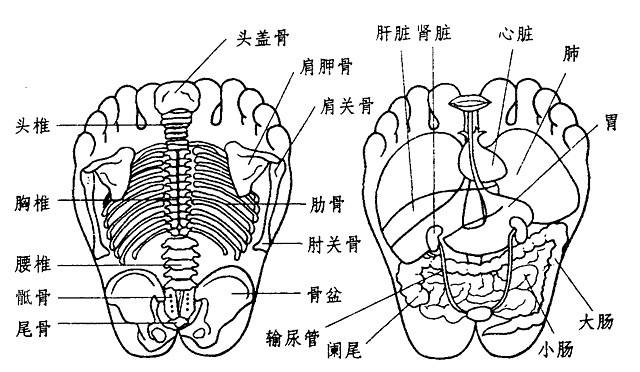 保健常識足底反射區主要是指人體的各部位器官在腳底都可以找到相對應