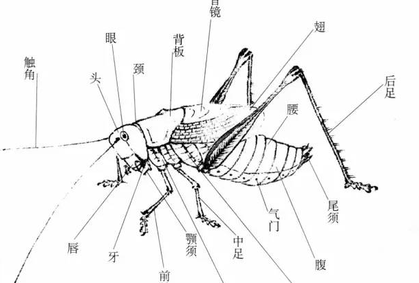 蟋蟀头部结构示意图图片
