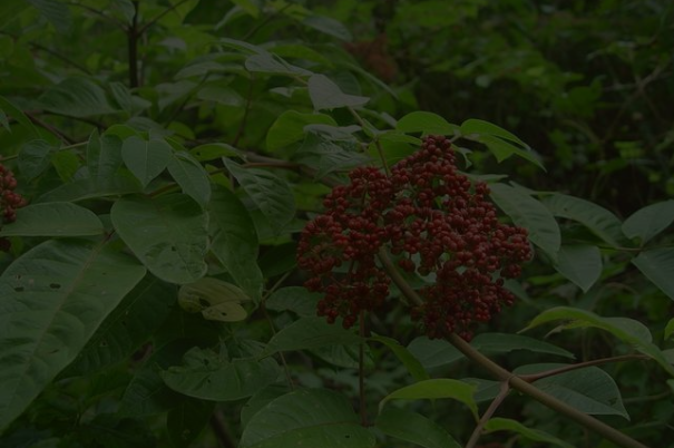 吴茱萸图片