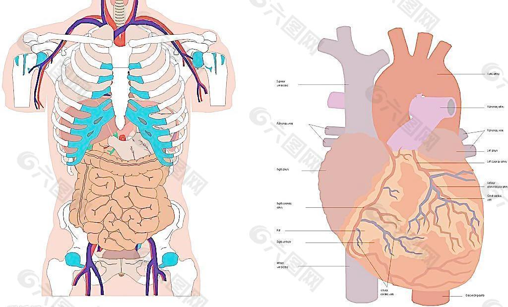 人体内器官图