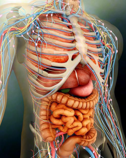 人身内脏器官位置图片