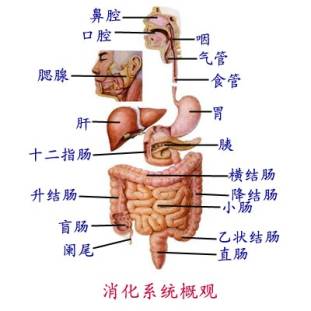 src=http___www.rensheng2.com_upload_2015_08_11_2b7c074e-7520-4db8-9a42-20f699bda8da.jpg&refer=http___www.rensheng2.jpg