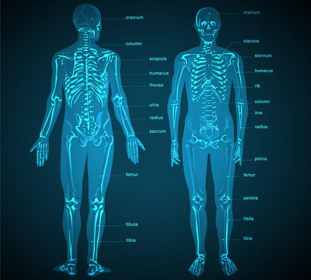 人體結構與功能圖