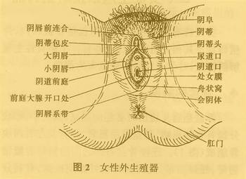 保健常識女性的生殖器是非常嬌貴的,由於女性和男性生殖器的構造不同