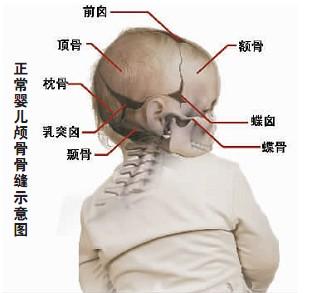 宝宝颞骨突出图片图片