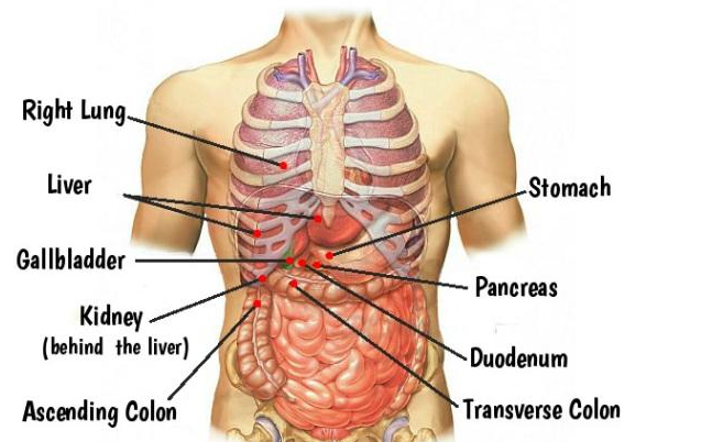 人体肋骨器官分布图图片