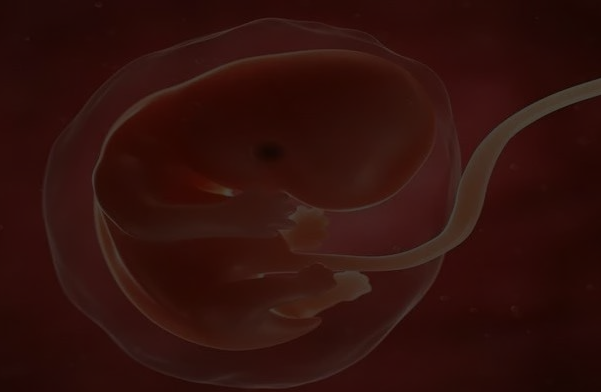怀孕44天胎儿图图片