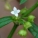 伞房花耳草