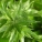 刺芫荽