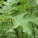 刺茄