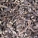 北豆根
