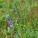 半枝莲