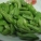 四季豆,四季豆是发物吗