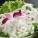 土豆粉,热量