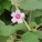 地桃花