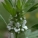 夏至草