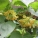 夜香花