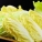 大白菜,保存