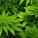 大麻