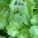 天胡荽