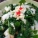 奶白菜,奶白菜怎么吃