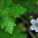 尼泊尔老鹳草