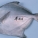 平鱼
