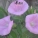 打碗花