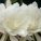 昙花