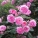 月季花,月季花泡水喝有什么功效