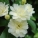 木香花