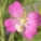 柳叶菜