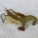 河虾