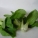 油菜,油菜是什么菜