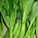 油菜薹
