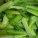 油麦菜,保存