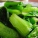 油麦菜,油麦菜不能和什么一起吃