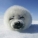 海狗