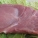 猪肉,鸡肉